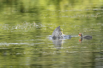 Coot foraging for chick