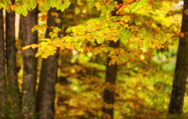 Autumn tree with yellow fall leaves
