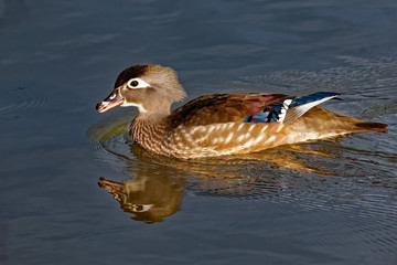 A female Wood Duck calls while floating on the calm pond waters. The water reflects the duck brilliantly. 