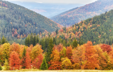 Collection of Beautiful Colorful Autumn Leaves