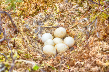 Fototapeta premium Marsh owl (Asio flammeus) nest