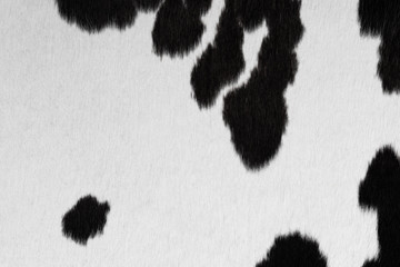 Black and white cowhide background or texture