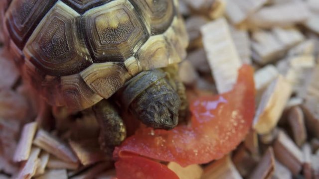 Tortoise Eating Tomato in Enclosure
