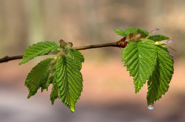 The early signs of spring