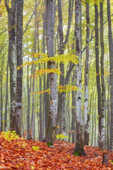 Autumn landscape in foggy wood