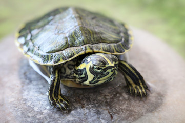 Junge Wasserschildkröte 