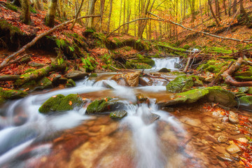 Fototapeta na wymiar Autumn creek woods with yellow trees foliage and rocks in forest