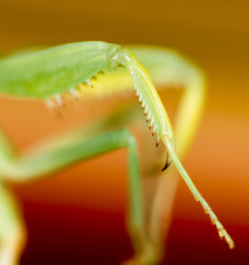 The paw of a green mantis in nature