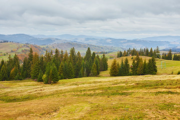 Obraz premium Autumn landscape in foggy wood
