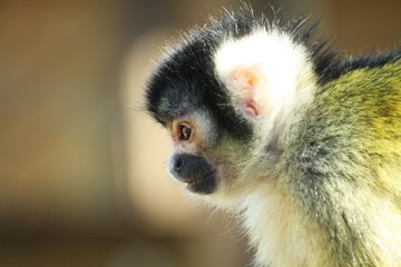 Animaux 2017
