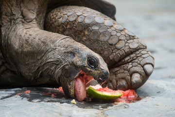 Obraz premium Aldabra giant tortoise