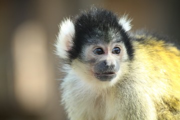 Naklejka premium Animaux 2017