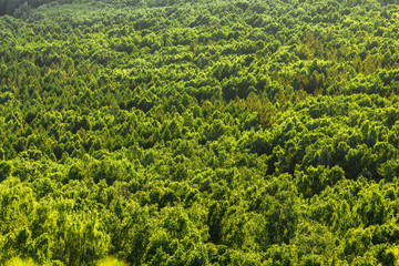 Fototapeta na wymiar aerial view of forest tree tops