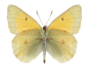 Butterfly Colias hyperborea (male) (underside) on a white background