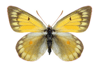 Butterfly Colias hyperborea (female) on a white background