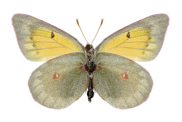 Butterfly Colias hyperborea (female) (underside) on a white background