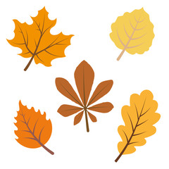 Fall leaves isolated on white vector illustration