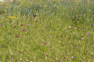 Blumenwiese