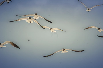 Seagulls in Motion 