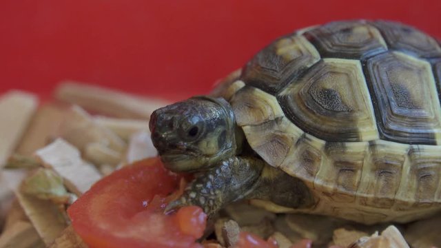 Tortoise Living in Habitat Enclosure