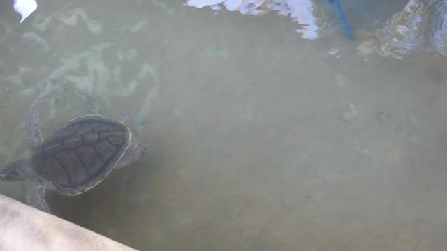 Tortoise swims in aquarium. Sea turtle in reserve