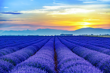 Naklejka na ściany i meble Sunrise over blooming lavender fields