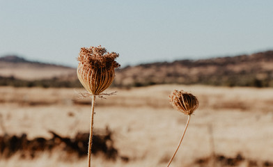Dry flowers in a golden field at sunset.