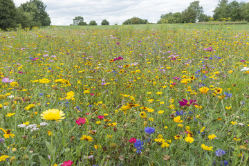 Blumenwiese
