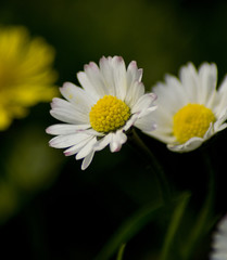 Fototapeta premium Gänseblümchen