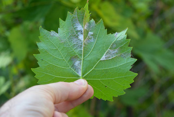  Grapevine diseases in Gardener Hand. Downy Mildew (Plasmopara vitikola) is a fungal disease that affects a grape leaves.
