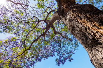 Jacaranda tree and bloom with sky and sunshine