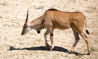 Antelope in the park