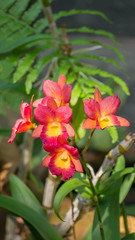 pink and yellow orchids  flower