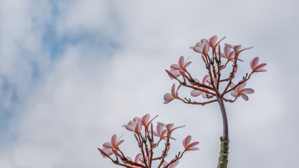 Bunch of pink plumeria flowers