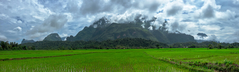 Panorama mountains and lush rice fields.