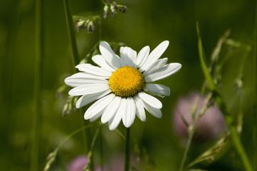 Obraz premium Gänseblümchen