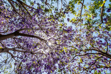 Jacaranda tree and bloom with sky and sunshine