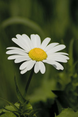 Fototapeta premium Gänseblümchen