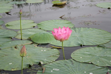 Lonely lotus