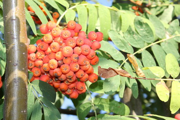 A bunch of mountain ash