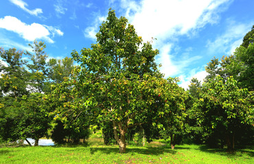 Fototapeta premium Beautiful Santol tree and blue sky, background, green and blue 
