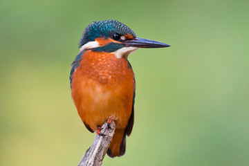 Common kingfisher. Soft green diffuse background.