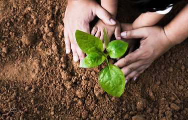 Close up Kid hand and father planting young tree