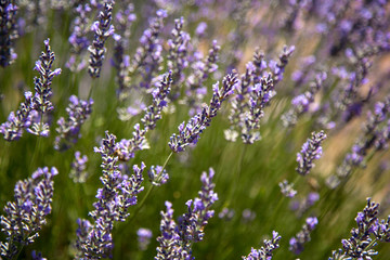 Fototapeta premium lavanta tarlası