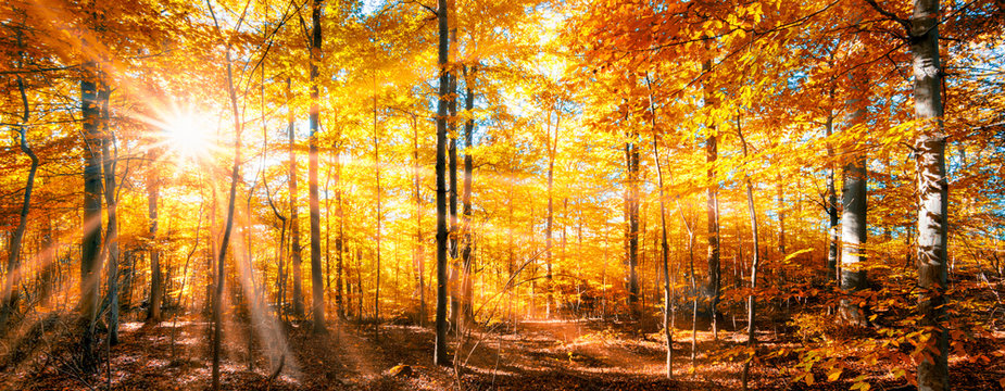 Fototapeta Wald Panorama im goldenen Herbst