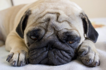 Sad pug laying on the bed