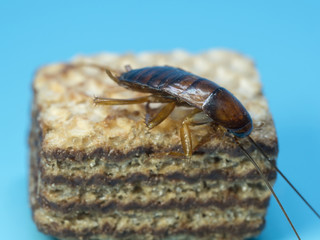Closeup cockroach on the chocolate wafer. Cockroaches are carriers of the disease.