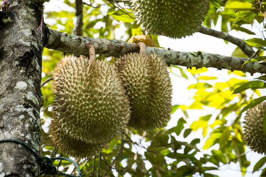 Fresh durian on the tree, king of fruit