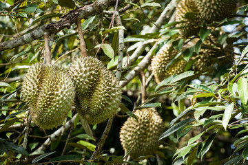 Fresh durian on the tree, king of fruit