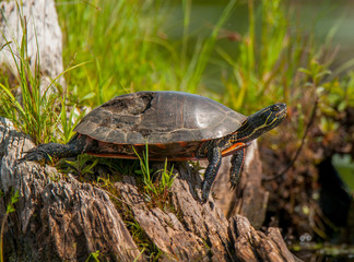 Fototapeta premium Painted Turtle